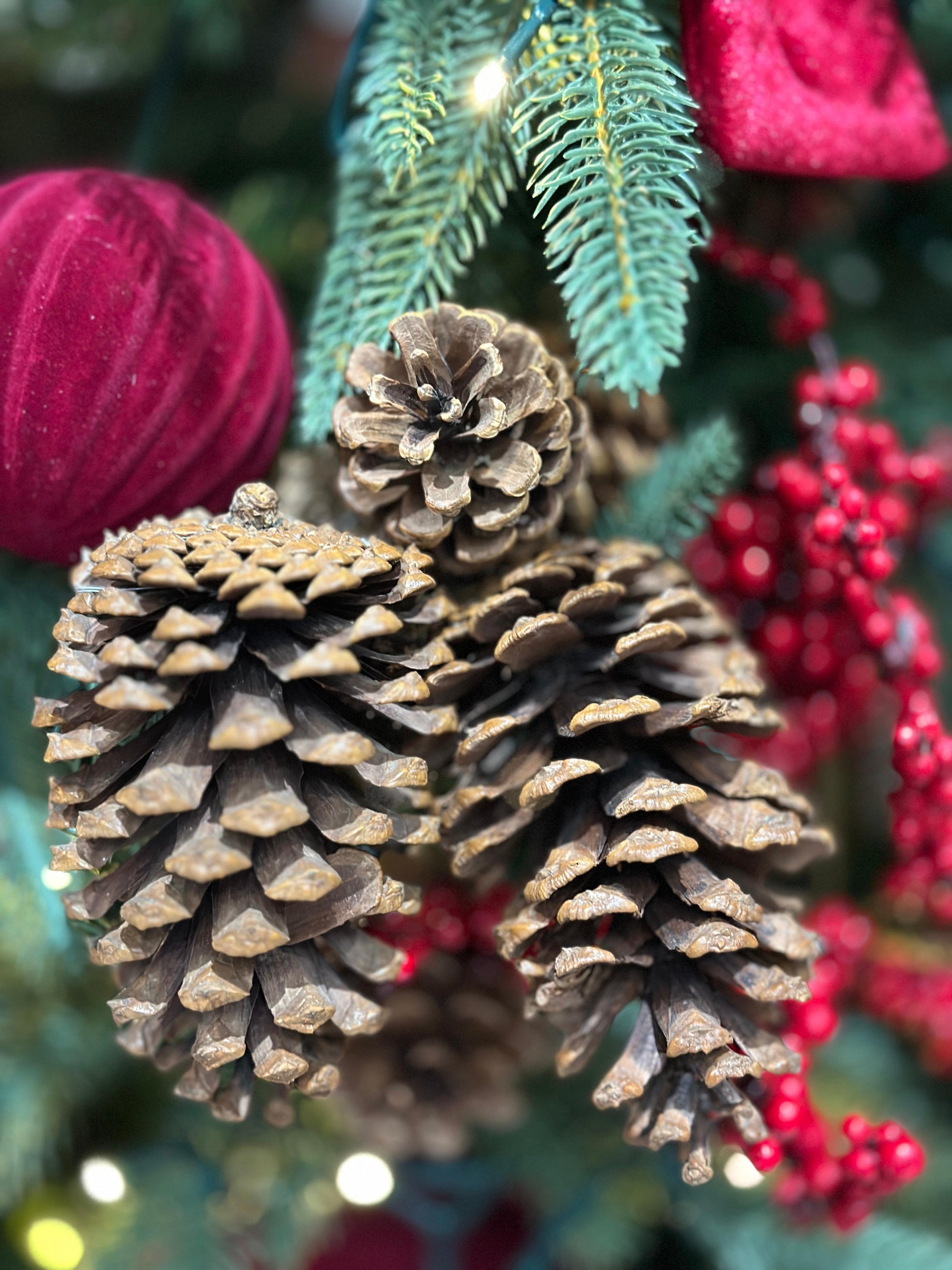 Pinecorn PartyPerfetto