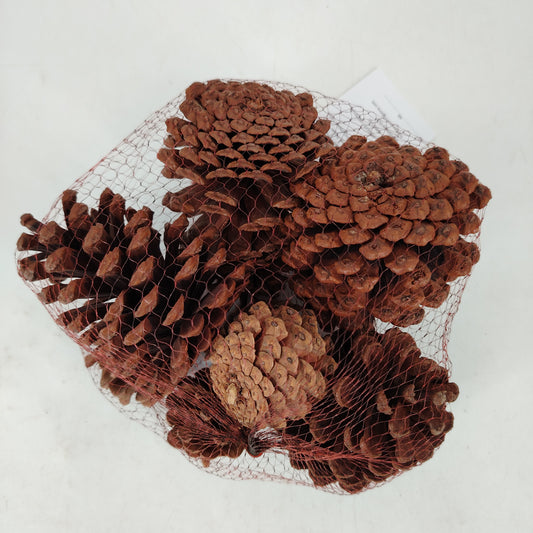 Pinecones Pack of 8