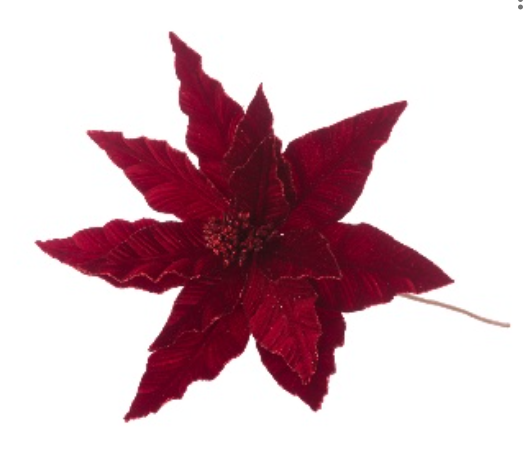 Giant Tipped Poinsettia 70Cm